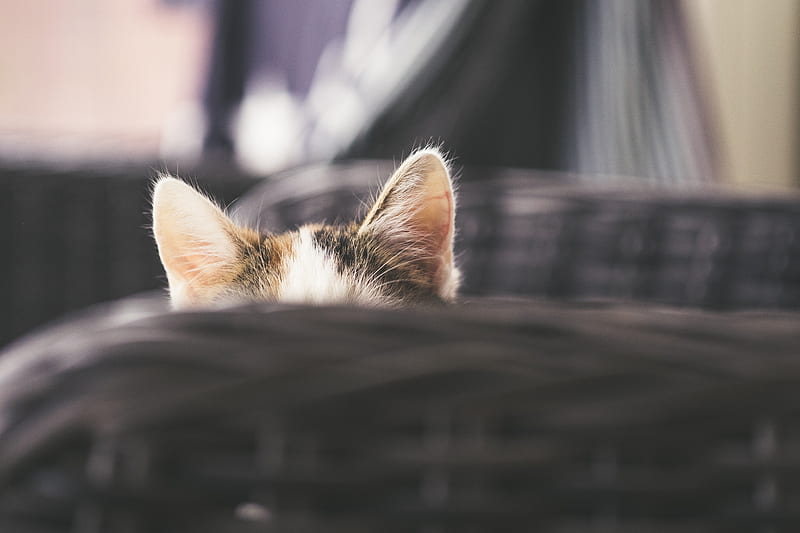 cat, kitty, ears, hide, peep, HD wallpaper