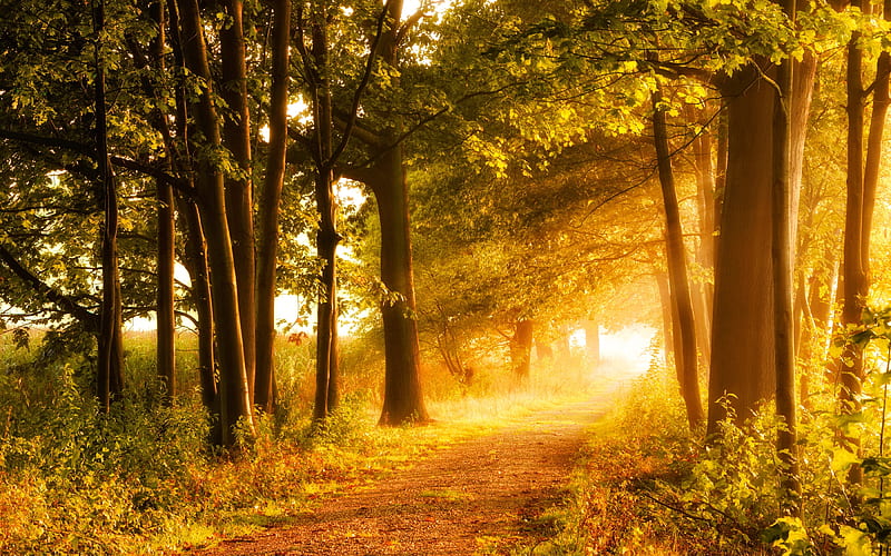 Golden autumn, forest, fall, autumn, glow, dazzling, sunlight, sunny, bonito, trees, foliage, rays, path, day, walk, sunshine, morning, HD wallpaper