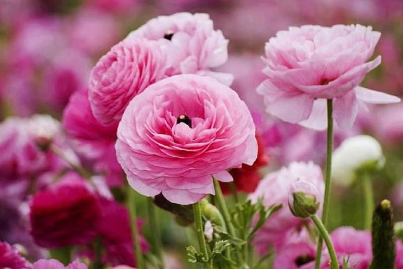 Perfectly Pink Cabbage Roses, flowers, garden, nature, roses, pink, HD wallpaper