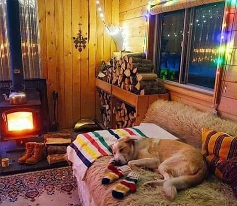 cozy home, home, warm, cool, dogs, graphy, HD wallpaper