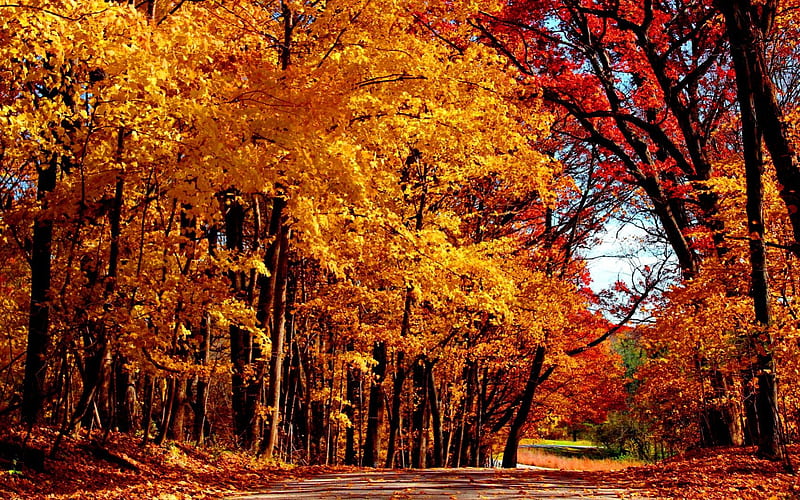 Autumn road, forest, fall, autumn, lovely, falling, golden, colors ...