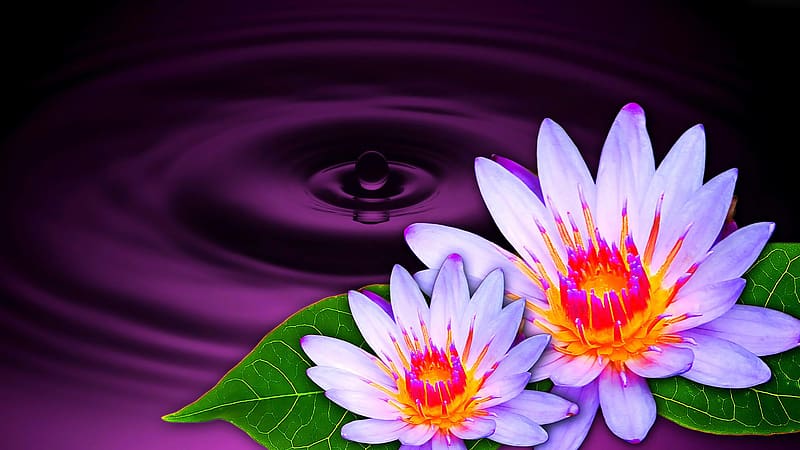 Flowers, Flower, Purple, Artistic, Water Lily, White Flower, Water Drop, HD wallpaper