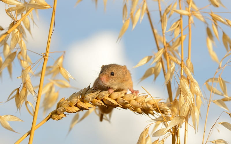 Mouse, little, mose, yellow, sky, animal, cute, rodent, ears of wheat, blue, HD wallpaper