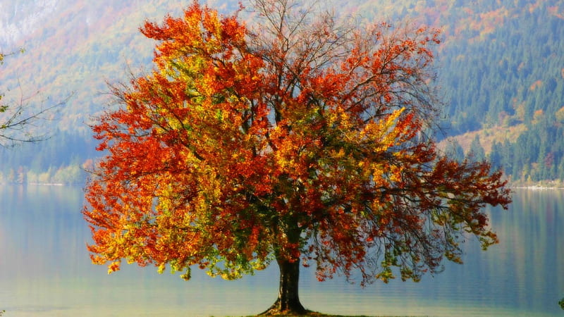 lone autumn tree, colors, tree, autumn, lake, HD wallpaper