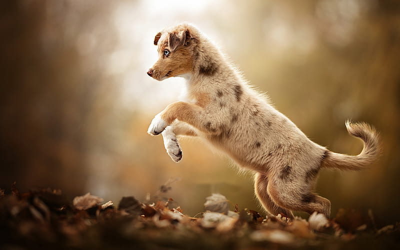 Australian Shepherd, little puppy, autumn, forest, yellow leaves, joyful puppy, dogs, pets, aussie, HD wallpaper
