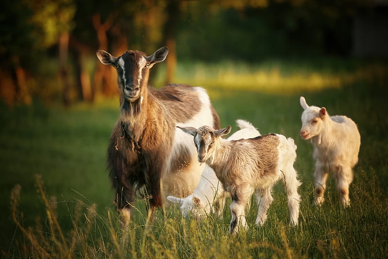 Animal, Goat, Baby Animal, HD wallpaper