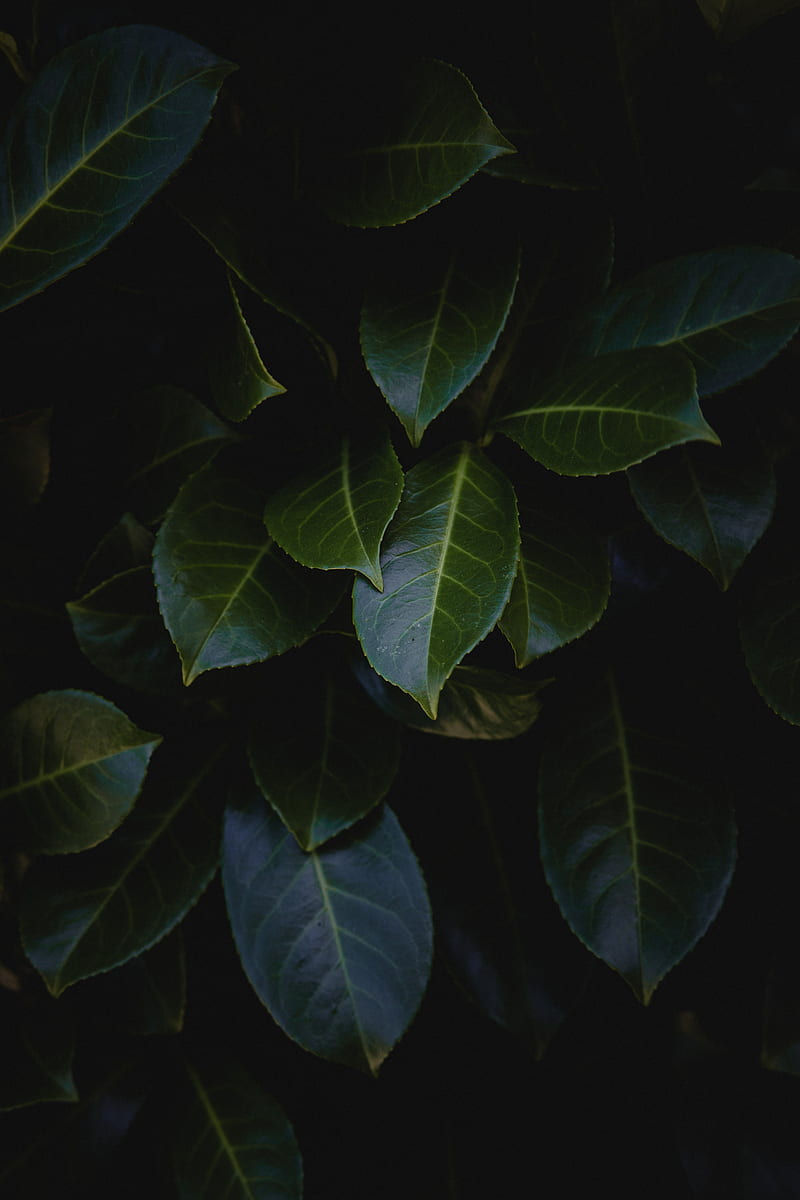 leaves, plant, bush, glossy, dark, HD phone wallpaper
