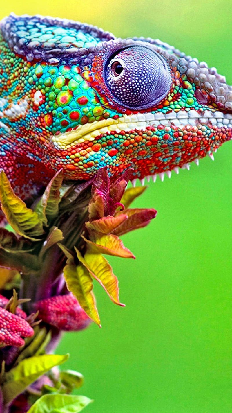 Camaleón colorido, animal, manzana, color, colores, mascota, Fondo de  pantalla de teléfono HD | Peakpx