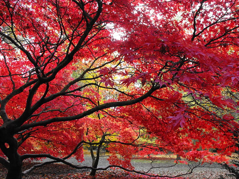 Autumn Red, fall, color, tree, leaves, HD wallpaper | Peakpx