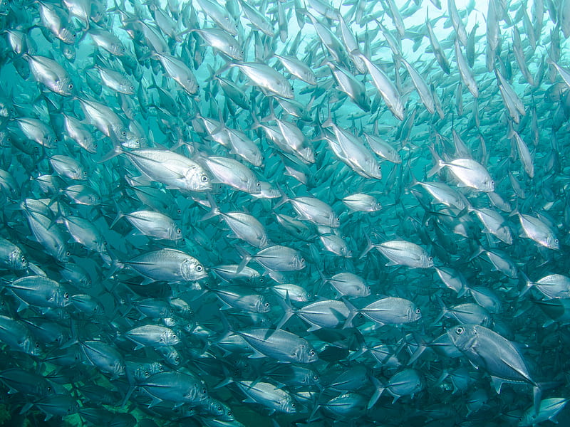 school of fish under body of water, HD wallpaper