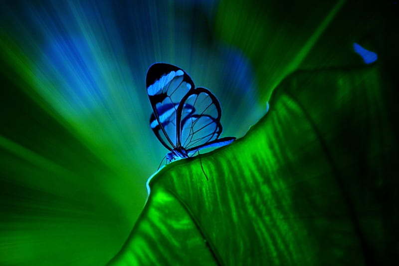 blue glasswing butterfly