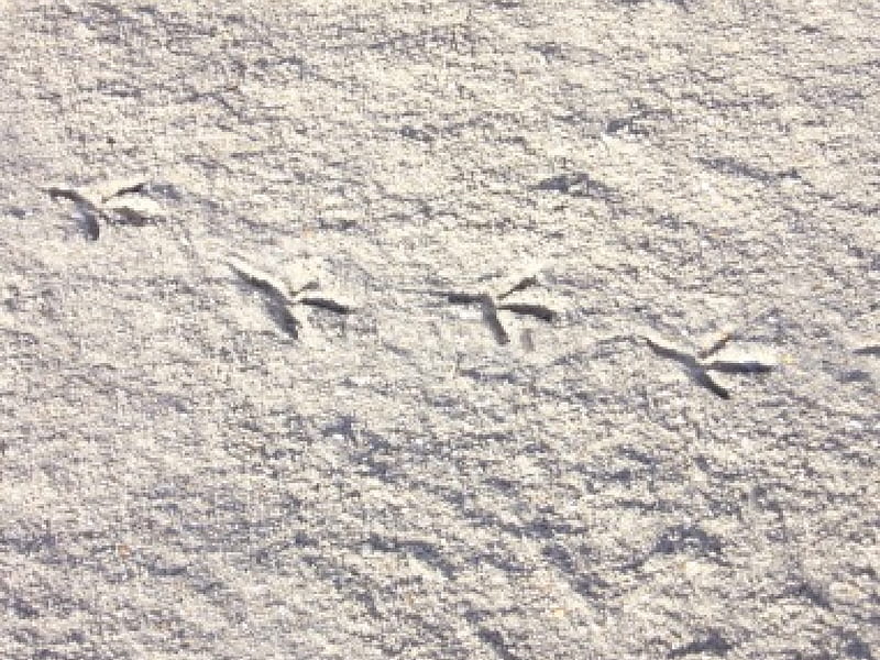 bird foot prints in the sand, sand, foot, bird, HD wallpaper