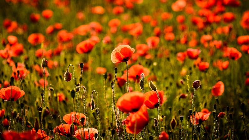 Flowers, Poppy, HD wallpaper | Peakpx