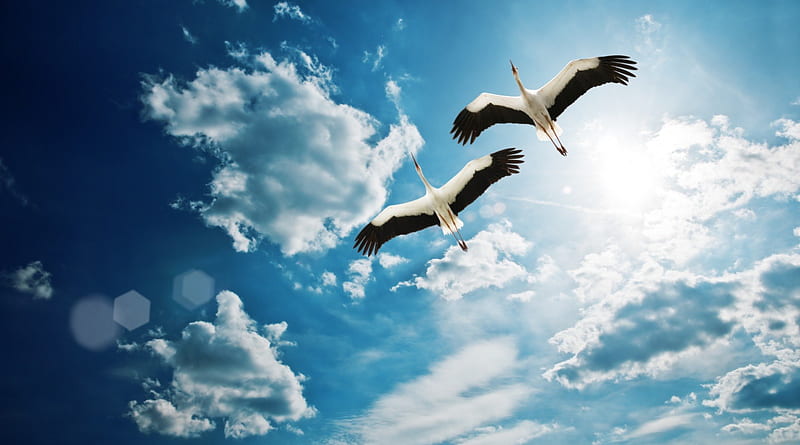 Cranes (Birds), wings, birds, bonito, sky, clouds, cranes, flying, nature, white, blue, HD wallpaper