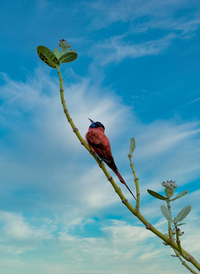 bird, beak, feathers, branch, HD phone wallpaper