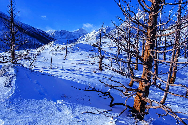 Winter wonderland in Waterton Lakes National Park, Alberta, mountains, canada, snow, trees, sky, landscape, HD wallpaper
