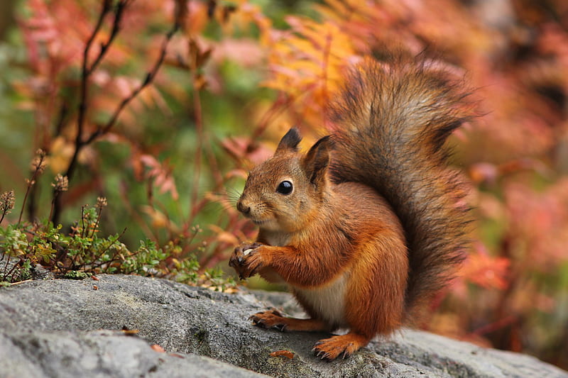 Squirrel, cute, red, autumn, veverita, animal, HD wallpaper