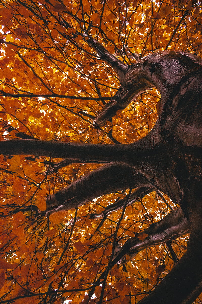 Maple Tree, HD phone wallpaper