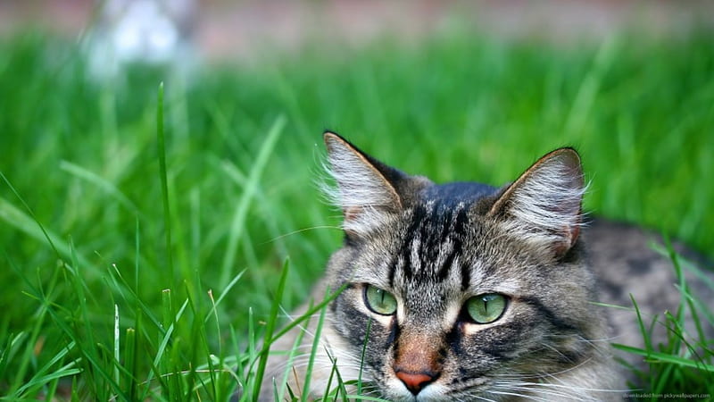 Cat in the grass, feline, green, grass, cat, tall, HD wallpaper