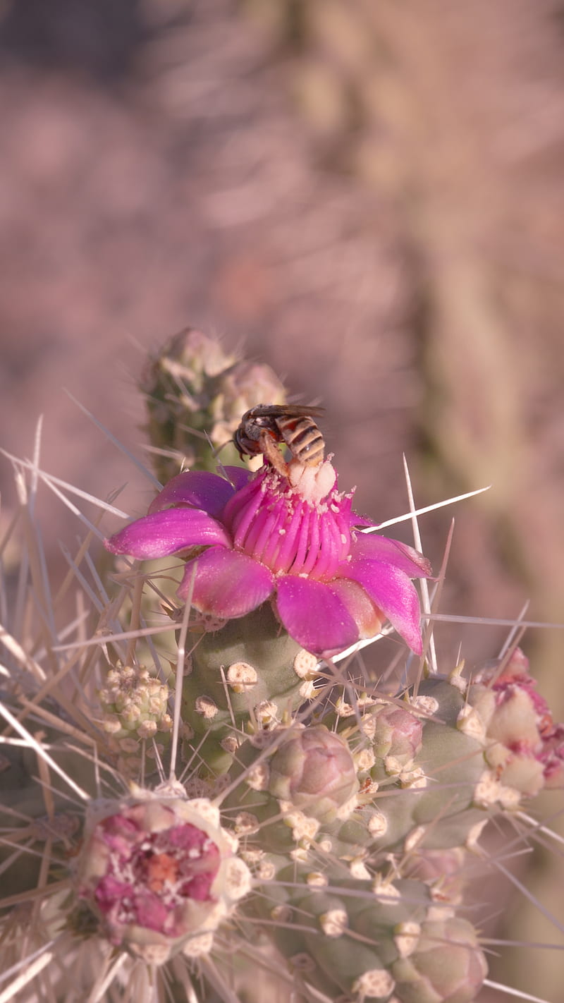 Pink Flower and Bee, aesthetic, bee, blooming, bumblebee, cactus, desert, flower, honeybee, pink, spring, HD phone wallpaper