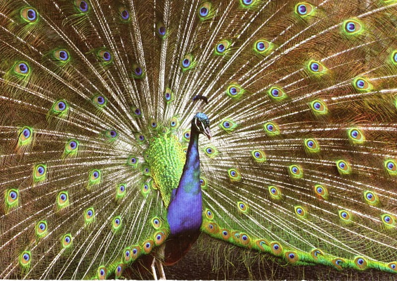 Peacock, tail feathers, colourful, bird, feathers, HD wallpaper