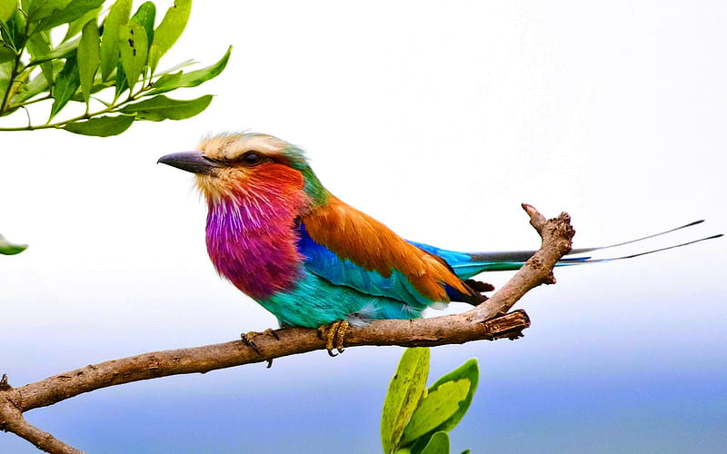 LILAC - BREASTED ROLLER, lilac, bird, breasted, roller, HD wallpaper