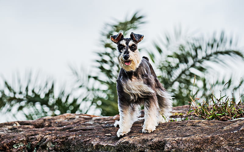 Miniature Schnauzer, bokeh, lawn, cute animals, Schnauzer on a walk, pets, gray dog, Miniature Schnauzer Dog, HD wallpaper