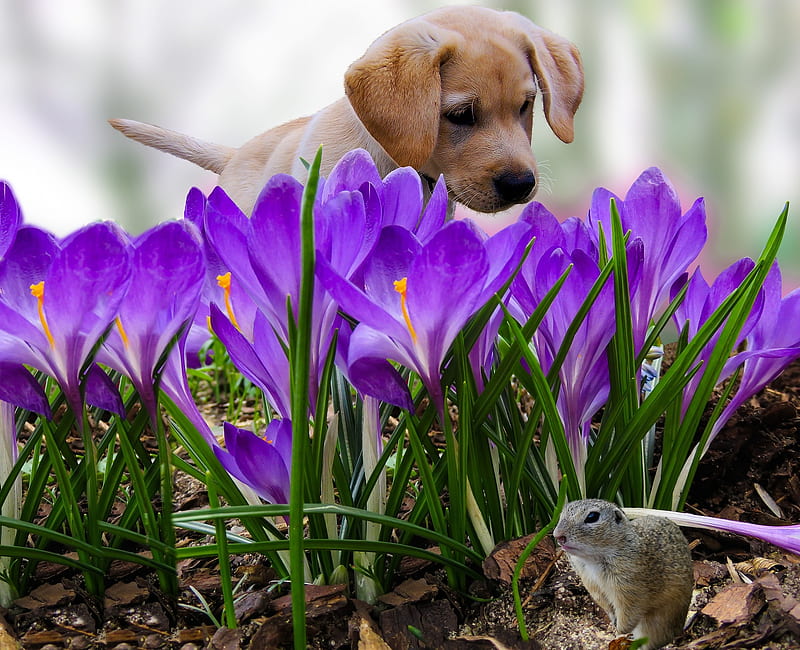 You Never Escape from Me.....!, crocus, flowers, spring, puppy, dog, animal, play, ground squirrel, HD wallpaper