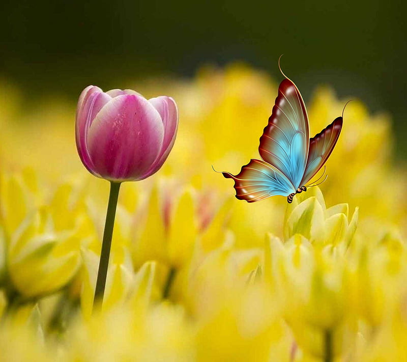 Tulips, 3d, abstract, butterfly, HD wallpaper | Peakpx