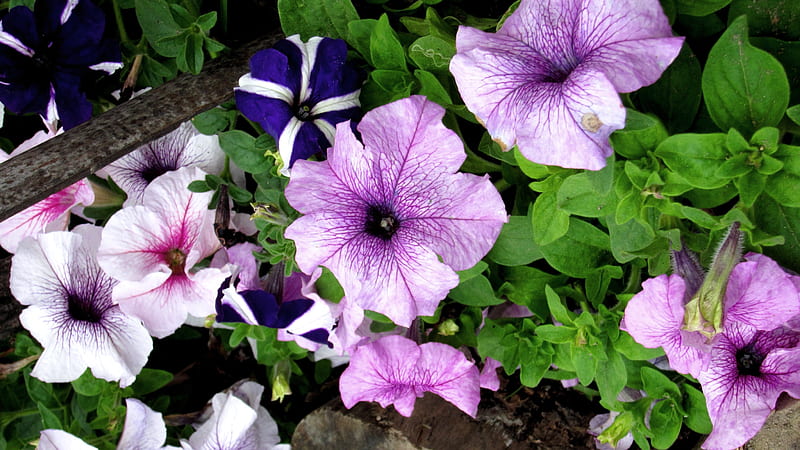 Common Petunia, colorful, flowers, purple, blue, HD wallpaper