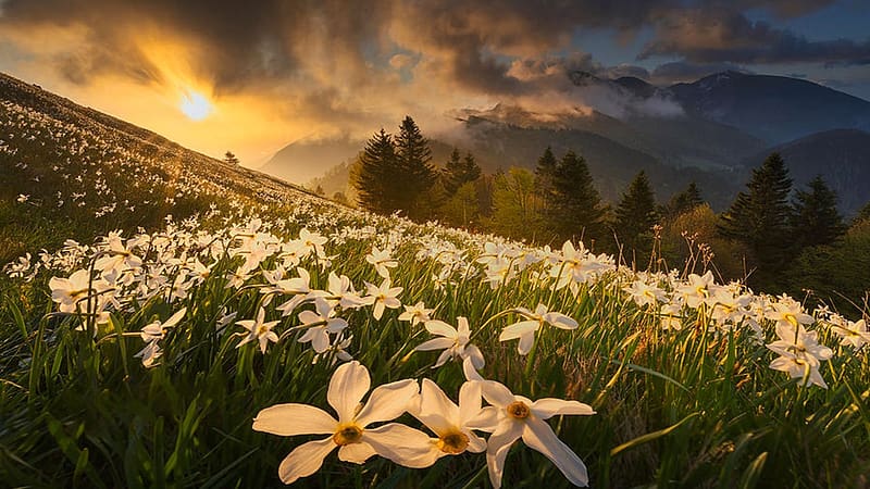 Daffodils bloom at Golica, Karawanks mountain range, Slovenia, field, blossoms, landscape, clouds, colors, sky, rocks, sunset, HD wallpaper