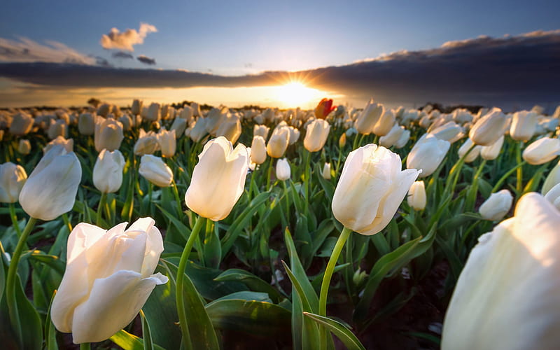 white tulips, sunset, summer, field of flowers, white flowers, tulips, beautiful flowers, Holland, HD wallpaper