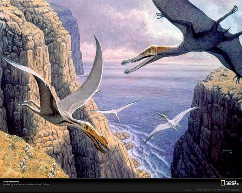 flying pterosaurs, national geographic, pterosaurs, sea animal, paleontology, nice, prehistory, reptiles, reptile, animals, amazing, pterosaur, cretaceous, ocean, dinosaurs, birds, sky, cool, bird, mountains, drawing, prehistoric, awesome, great, dinosaur, HD wallpaper