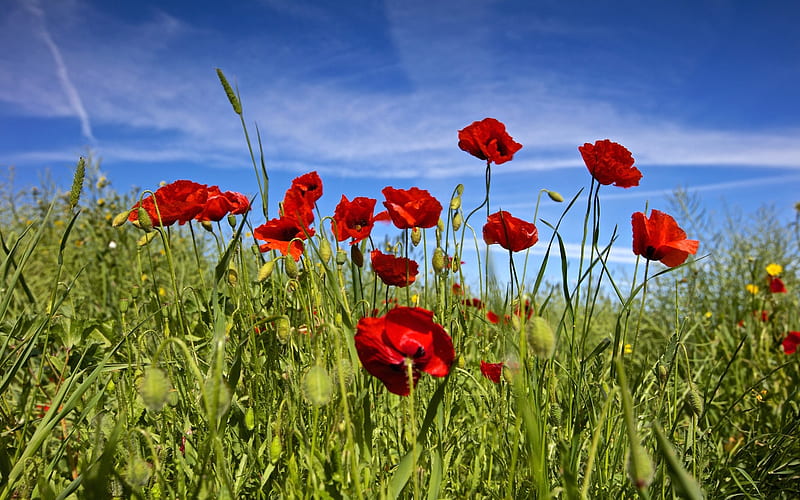 Poppies, red, flowers, nature, meadow, HD wallpaper | Peakpx