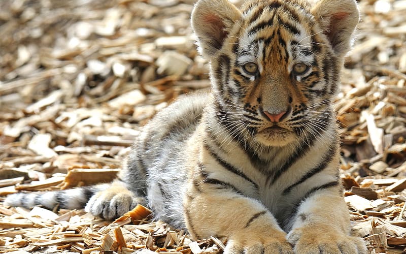 Tiger, big cat, tigru, cute, cat, kitten, cub, natute, pisici, one, nature, HD wallpaper