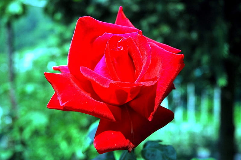 I fiori di Brosso, una, rose, 1, rossa, HD wallpaper