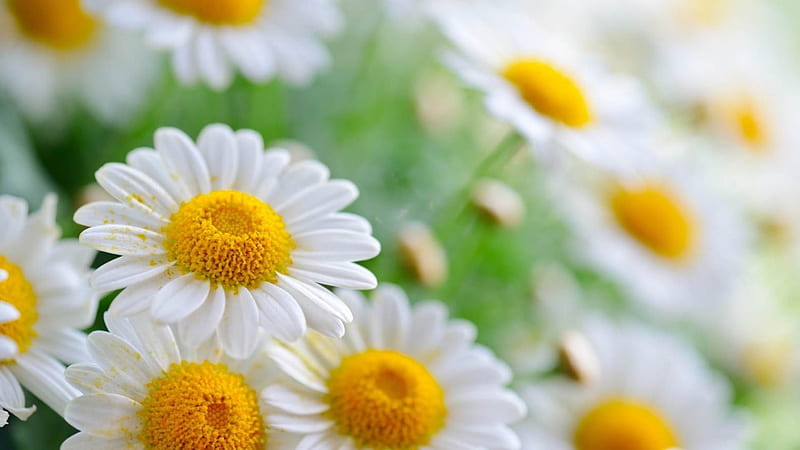 Garden of Daisies , high definition, yellow, beautiful graphy, leaves, nice, green, pistils, close-up, flowers, beauty, botton, amazing view, colors, leaf, daisies, cool, macro, awesome, garden, nature, petals, white, daisy, HD wallpaper