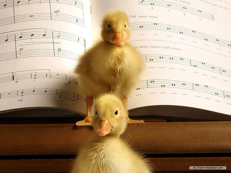 Cute Ducklings, cute, brown, music, ducks, yellow, adorable, ducklings, piano, HD wallpaper