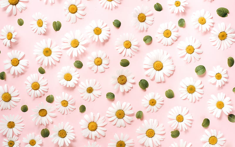 pink background with daisies, floral texture, background with flowers, daisies texture, HD wallpaper
