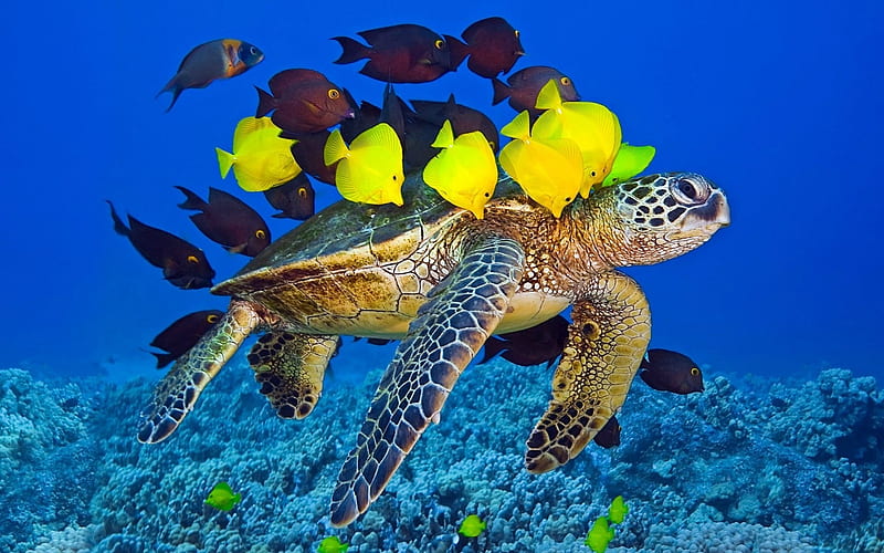 Turtle & Yellow Fish in the Sea, Sea, Fish, Coral Reefs, Oceans, Turtles, Nature, HD wallpaper