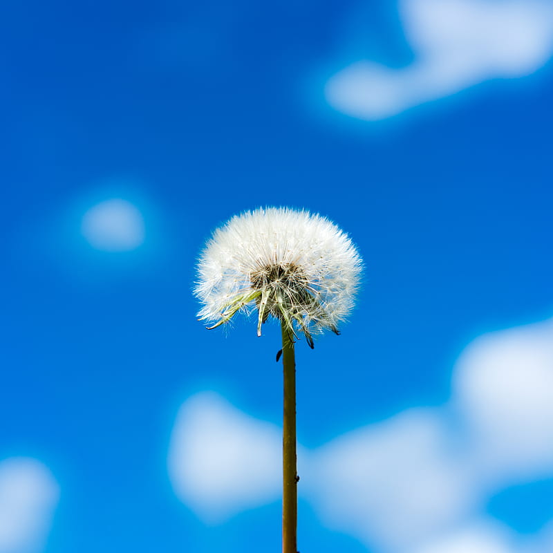 dandelion, flower, fluff, sky, clouds, HD phone wallpaper