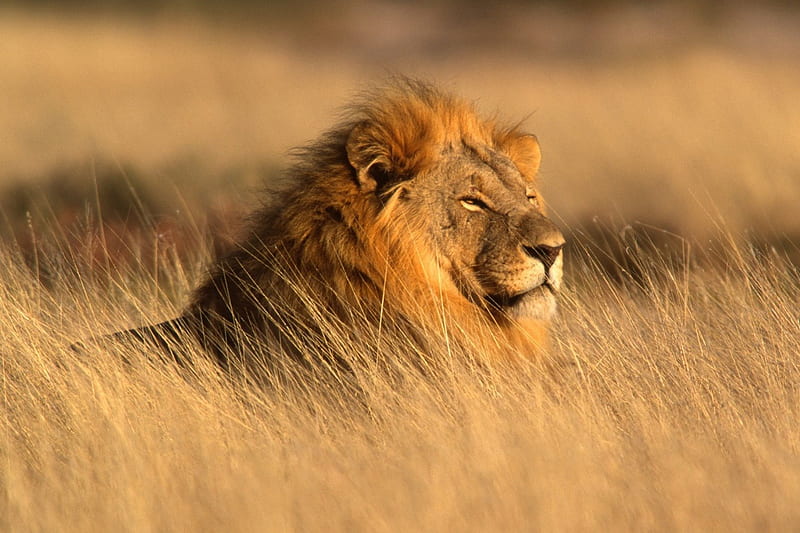 AFRICAN LION, bushveld, savannah, big five, cats, lion, africa, HD wallpaper