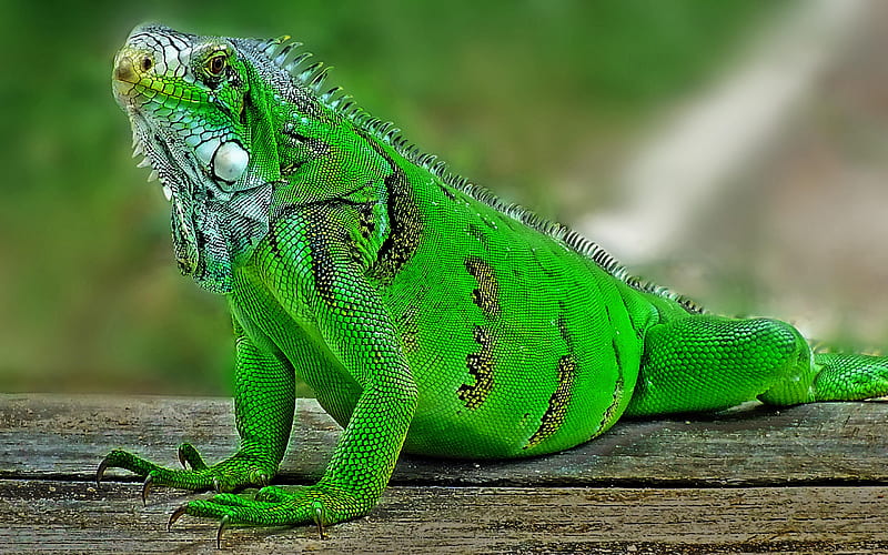 iguana, green lizard, green iguana, wildlife, lizards, HD wallpaper