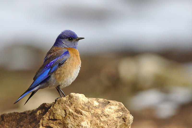focused of blue and brown bird on the stone, HD wallpaper