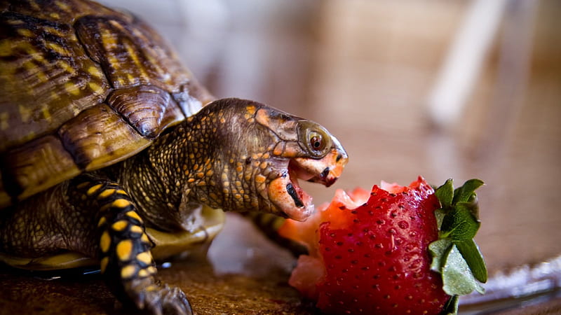 Turtle, marine animal, cute, eating, HD wallpaper | Peakpx