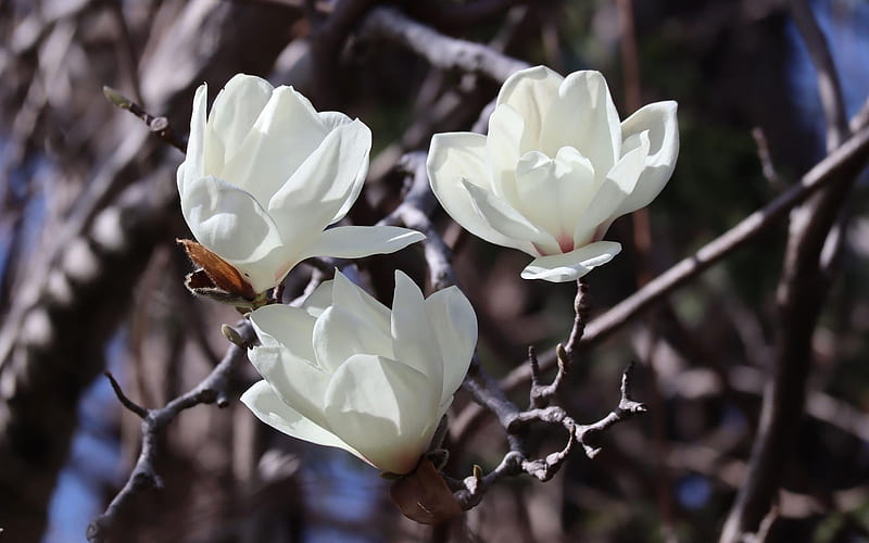 Magnolia, white, tree, spring, flowering, blooms, HD wallpaper