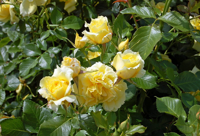 Yellow Roses, yellow, flowers, roses, bush, HD wallpaper | Peakpx