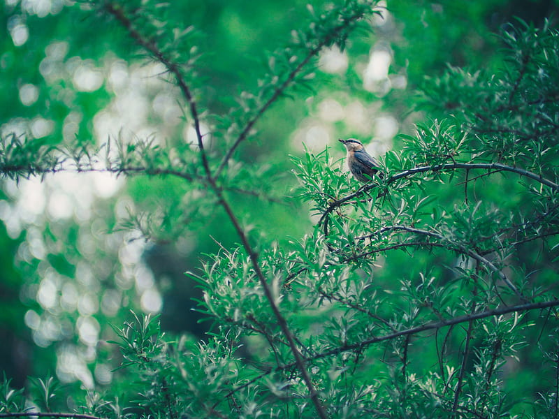 bird, branch, leaves, blur, bokeh, HD wallpaper