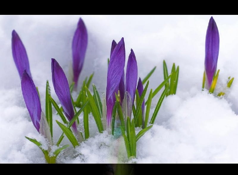 Pretty crocus, amazing, purple and white, spring bulbs, plant, white backgrounds, bonito, winter, purple, snow flowers, nature, white, HD wallpaper