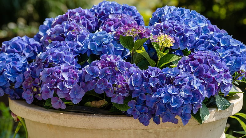 Blue-Violet Hydrangea in a Pot, hydrangea, flowers, pot, violet, nature, blue, HD wallpaper